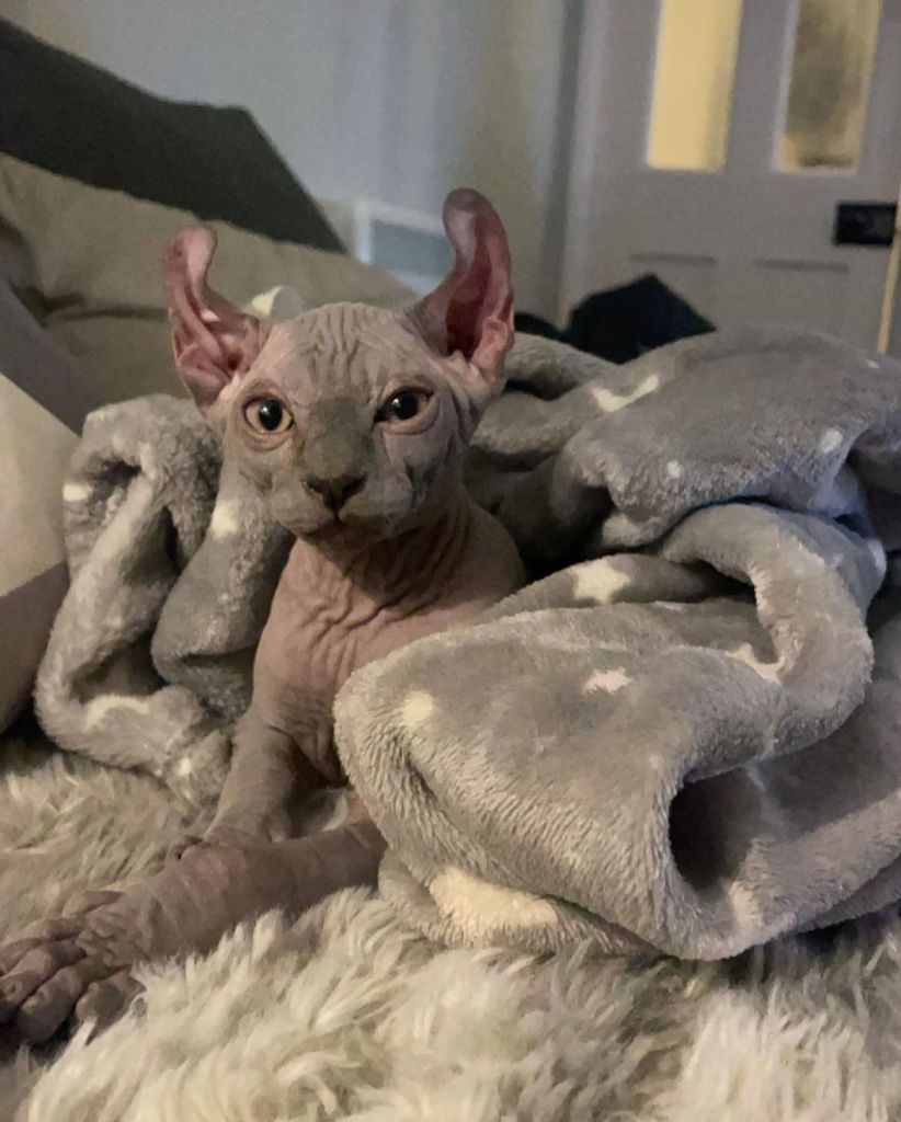 Sphynx kittens for sale