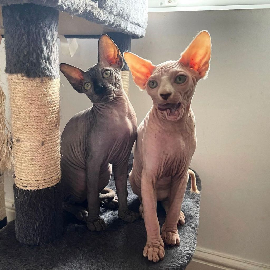 Sphynx Kittens for sale
