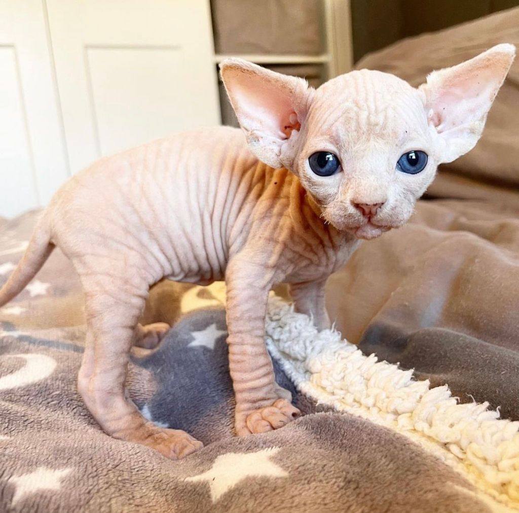 Sphynx Kittens for sale