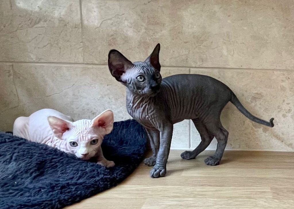 Sphynx Kittens for sale