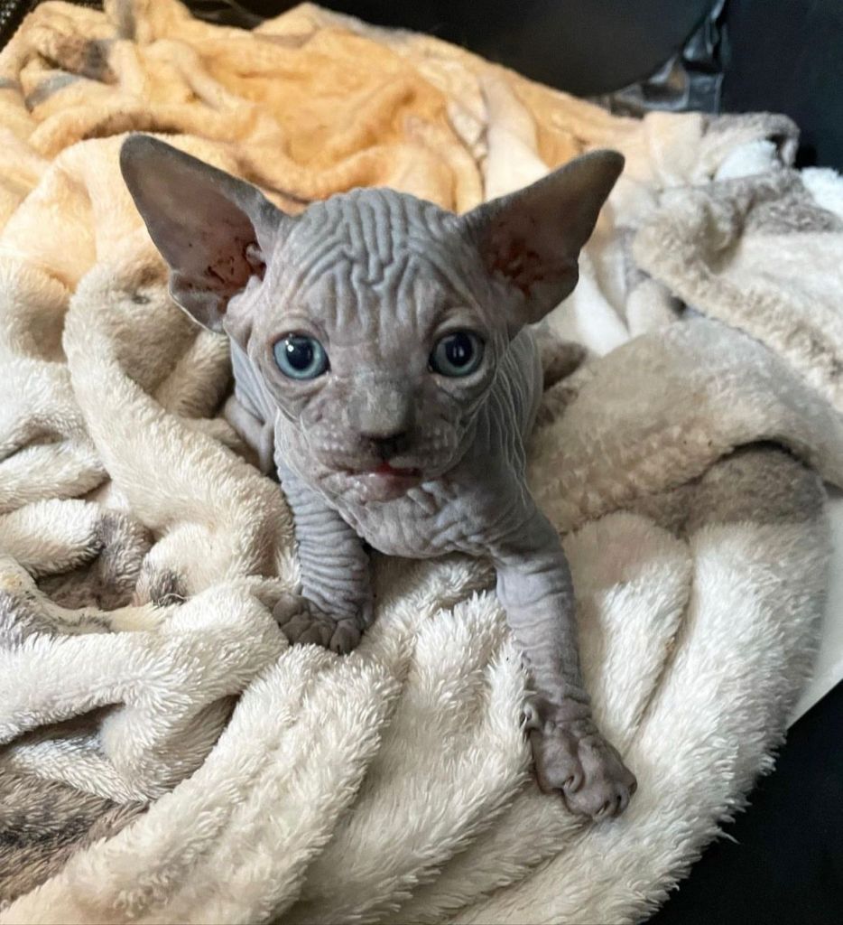 Model Sphynx cat