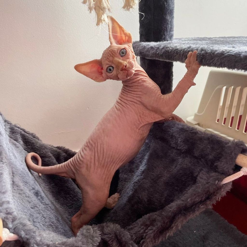 Cheeky Sphynx Kittens
