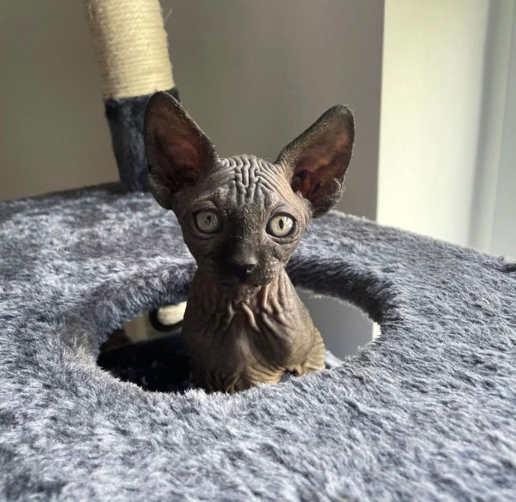 Sphynx kitten playing in a cat tree