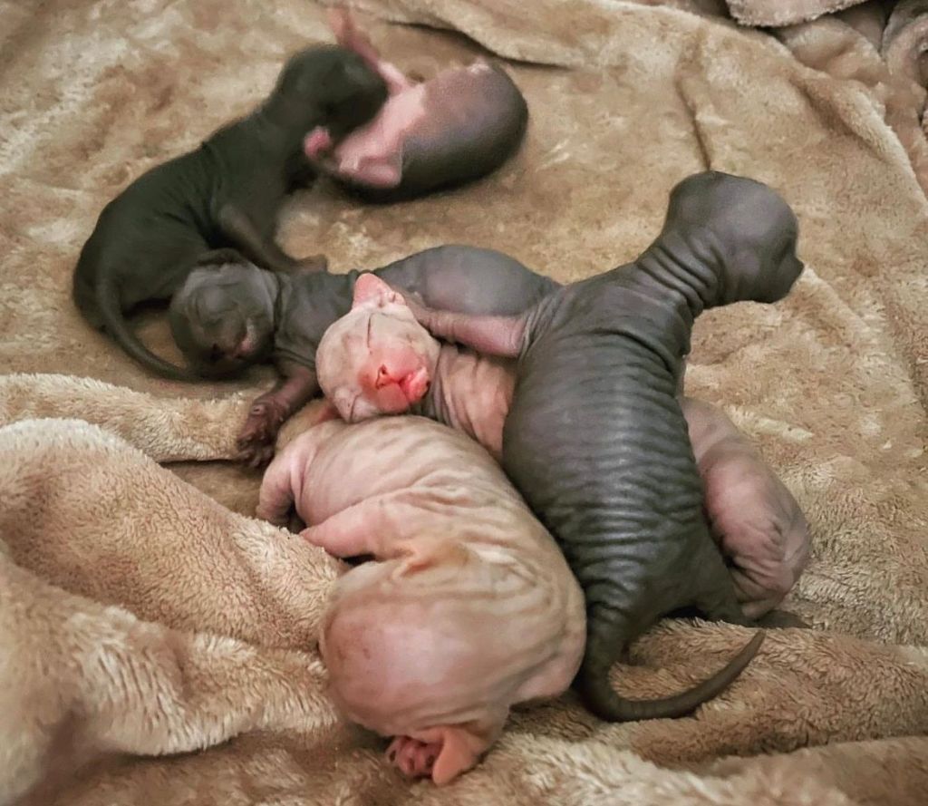 new born Sphynx cats