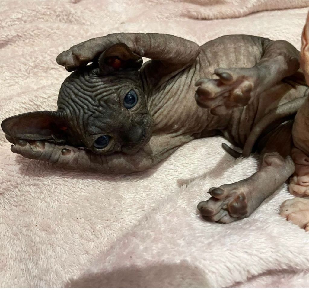 cute playful Sphynx Kittens